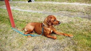 102. Lhotecký džbán 2015